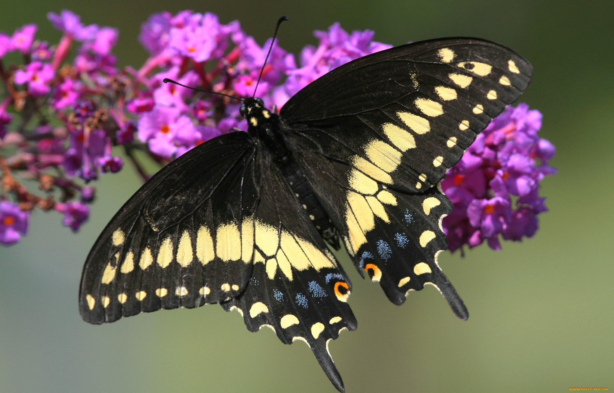 Цветы похожи на крылья бабочек. Пурпурная бабочка. Лунная бабочка. Пурпурный Император бабочка. Лунная моль бабочка.